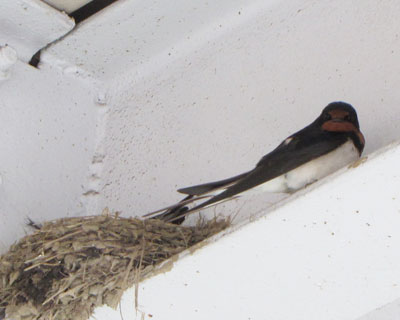 �P�W���A�����瑃�ɂ���