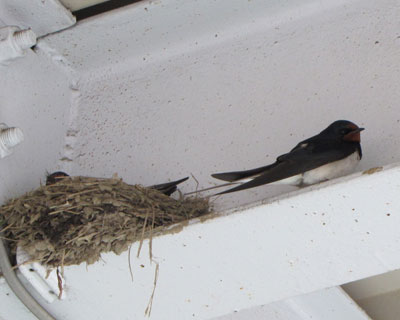 ���Ȃ��Ȃ��Ă������߂�