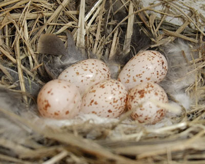 �ԂԂT�l���傤����������