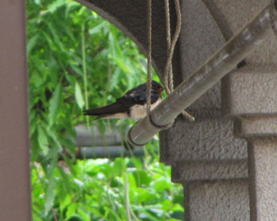 ���ׂ̕������Ƃɕʂ̃c�o��