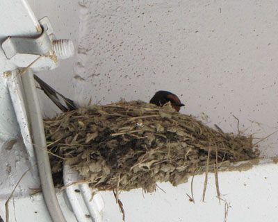 ���̂��Ƃ̓c�o�q���S���炵��