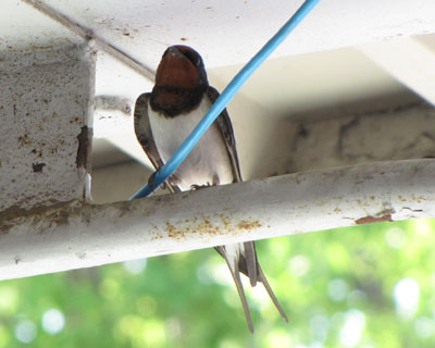 ���̉��ł��낢���Ƃ������猙��ꂽ