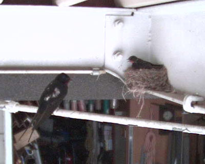 �������͕����C���Ō����J���c�o�q