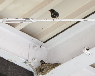 ���Ƀc�o�q���l������Ɠ�����