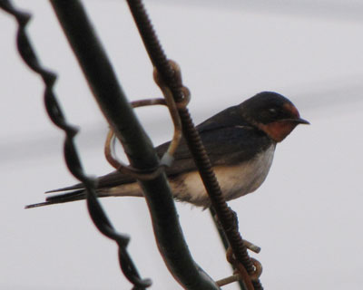 �Q�P���A�s�����ȃc�o�q