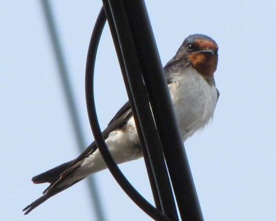 �܂��ׂ̓d���őҋ@