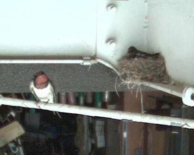 �΂��͂��܂ɋA���Ă���