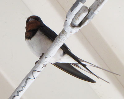 �܂��c�o�q��������