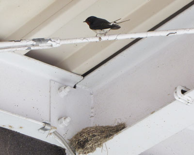 �΂��̕��������炩�炵��