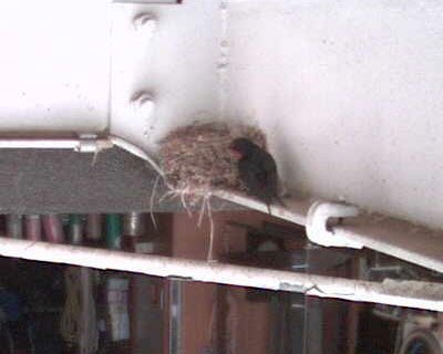 �Q�R�����A�c�o�q���O�o���Ă����͂��Ȃ�