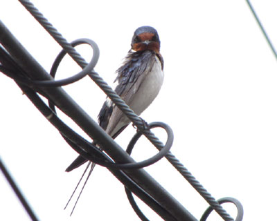 �΂����Z�����Ȃ��Ă���