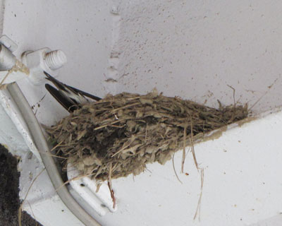 �Q�S���͉J�ŗ������A�������c�o�q