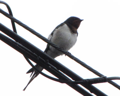 �΂��͂��܂葃�̂��΂ɂ��Ȃ���