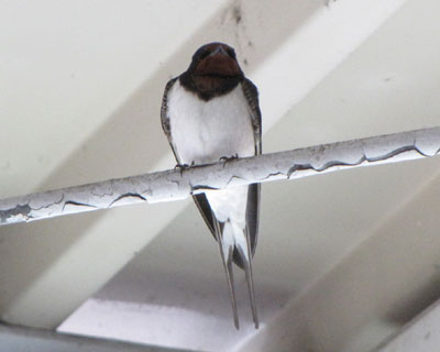 �Ȃɂ�����Ƃ������ł���΂��H