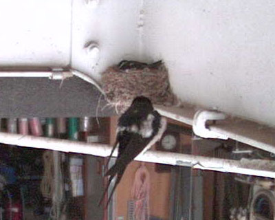 �c�o���̔w���ɂ͔����Ƃ��낪����́H