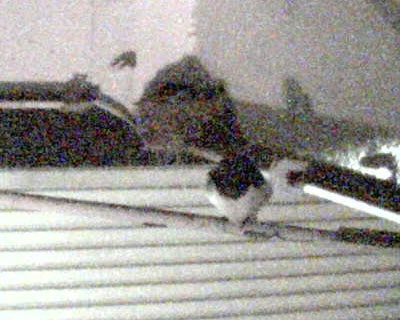 �Ԃ��ʂ�ƈ�u�c�o�q��������