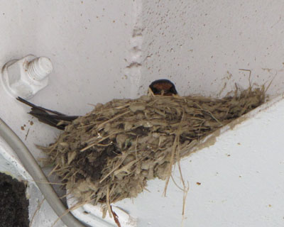 �T���Q�T���A��������炸�c�o�q������