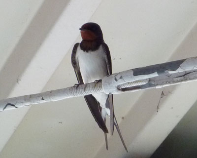 �q�}�����Ȃ΂�