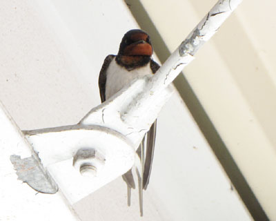 �Q�U���A���ڂ��ۂ��΂�