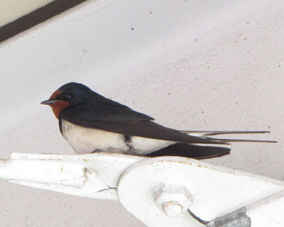 ���낻�댢���ʉ߂��鎞��