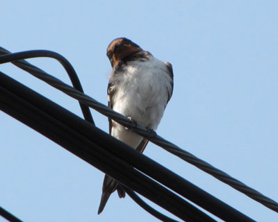 ���������d���ɔ��ăX�g���b�`�̃c�o�q