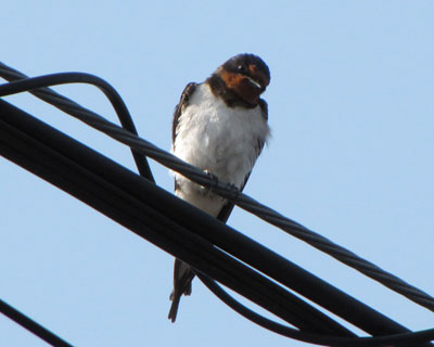 �`���b�Ɗm�F����