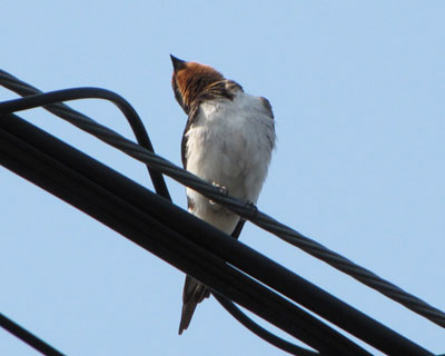 �X�g���`�b�`