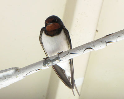 ��ɖ߂�̂͂΂�