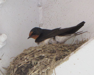 �s�������ɖ߂�c�o�q