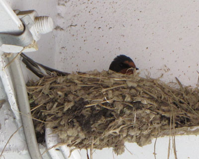 �����������������Ă��Ȃ���