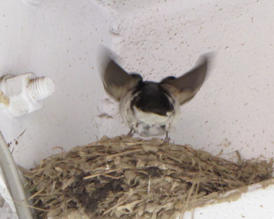 �Q�V���A�c�o�v�w�̎��̓�