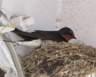 �t���b�c�H���ł��邳���͂����Ԃ�����