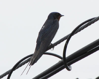 �������ނ΂�