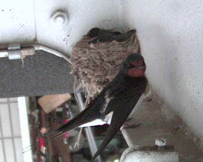 �J�����ړ���A�����ɖ߂�����l