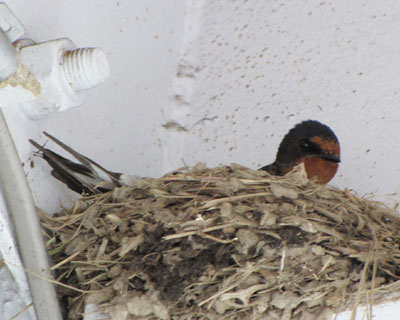 �Q�W���A���̂��̌��ł܂��c�o�q�Ɍ���ꂽ