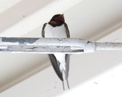 �΂��͂��Ɗ��e�Ȓj