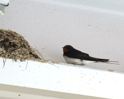 �c�o�q����񂪂��Ȃ������ɂ̂������Ⴈ������