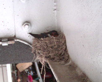 �Q�X���A���̂�����J�Ŋ����A�؂����񂱂ȃc�o�q