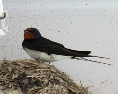 �R�O���A�ߍ��̂�������̂΂�