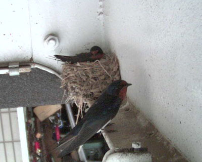 �c�o�q�ɂɂ�܂��