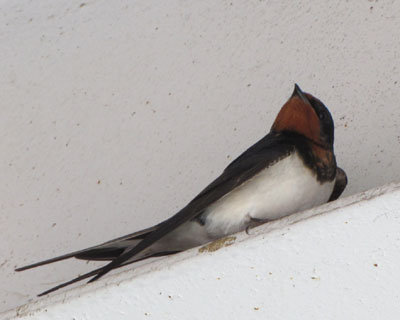 �R�P���A�܂��q�}�Ȃ΂�