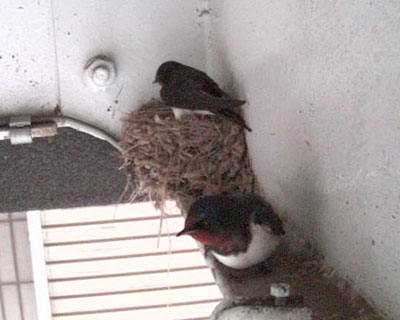 �U���P���A������Ƃ��킽��������l