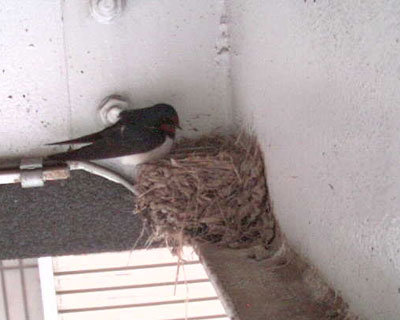 �悭�̂�������