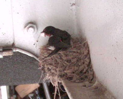 �z�������炵��