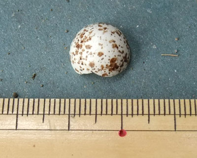 ������Ă�