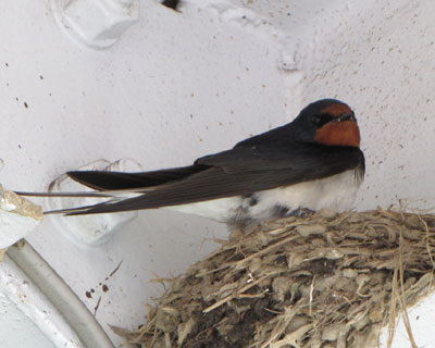 ��������ɂȂ��ĖZ�����Ȃ邩�Ǝv������