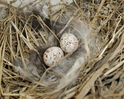 �T�����������Q�����c���Ă�