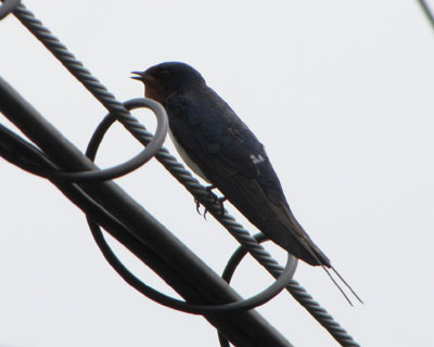 �΂��͉̂��Ă��E�E�E