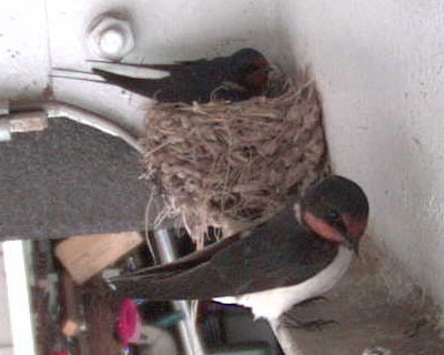 �������΂�������