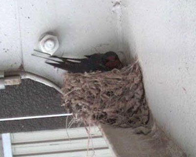 �U���Q���A�΂��������H